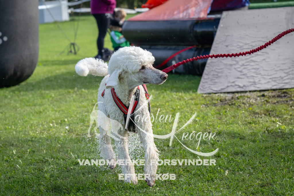1154-92372 | kk-dogfotos