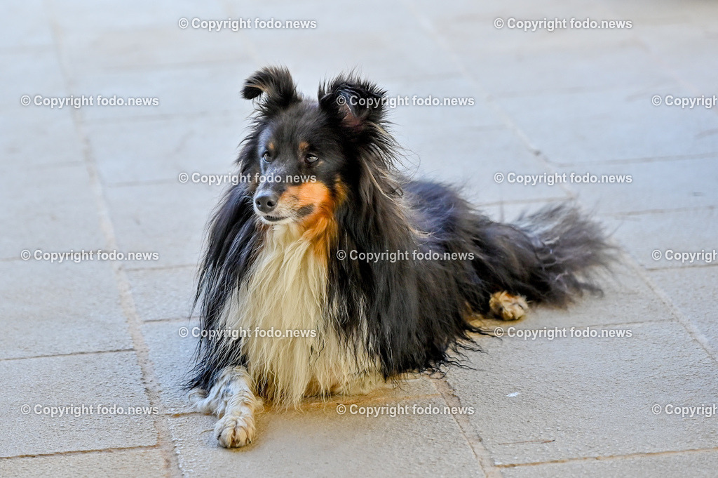 Hunde in Kroatien_ 31.07.2023-14 | 31.07.2023, Kroatien, HRV, Brač, Insel in Dalmatien im Bild Hunde, Shelties