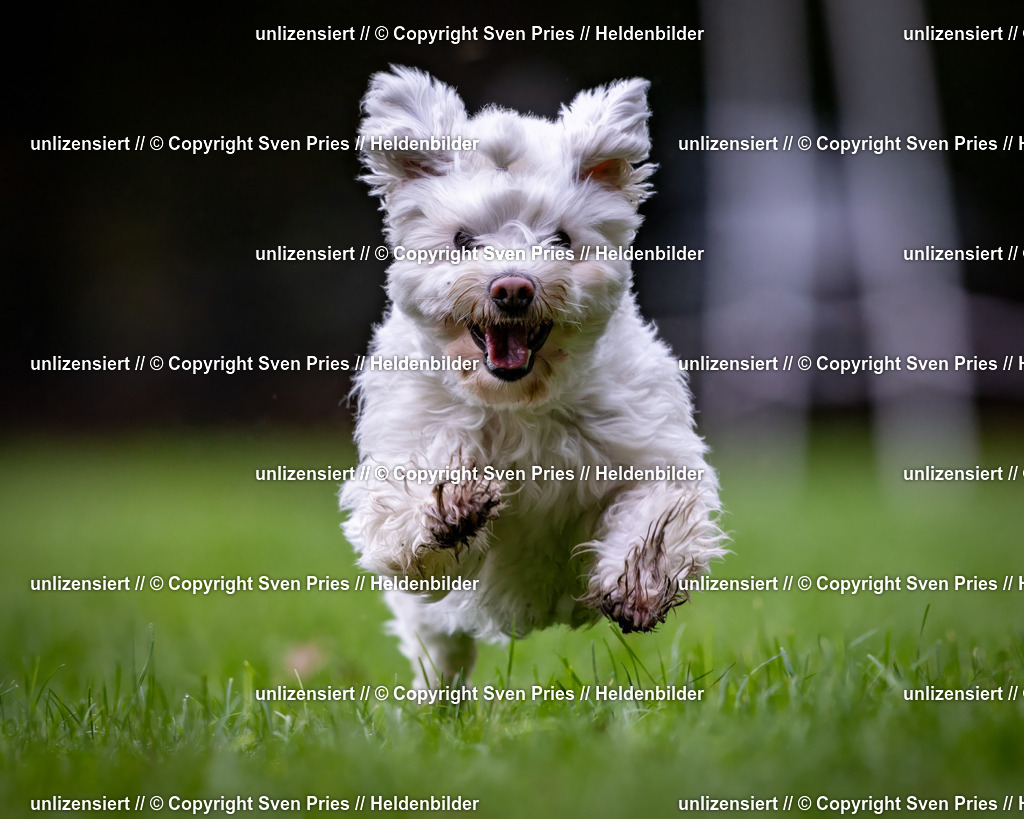 Sven Pries | 2024-10-19 - Hunderennen Ober-Grombach - Realisiert mit Pictrs.com