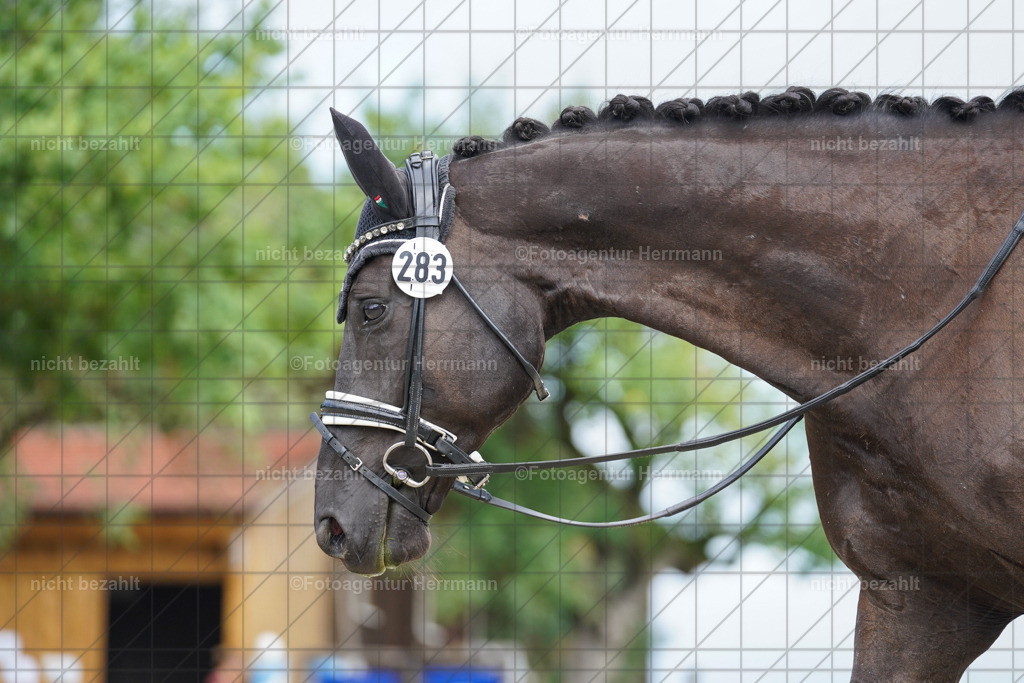 20230826-FAH05243 | Forstinning, 2023, Dressurturnier, Turniersportbilder, Turnierfotografen Bayern, Fotoagentur Herrmann, Reitsportfotografie, Turnierbilder
