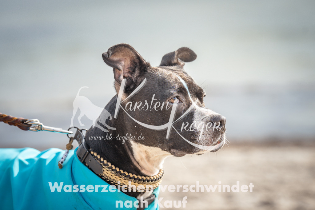 1154_ZZ92439 | kk-dogfotos