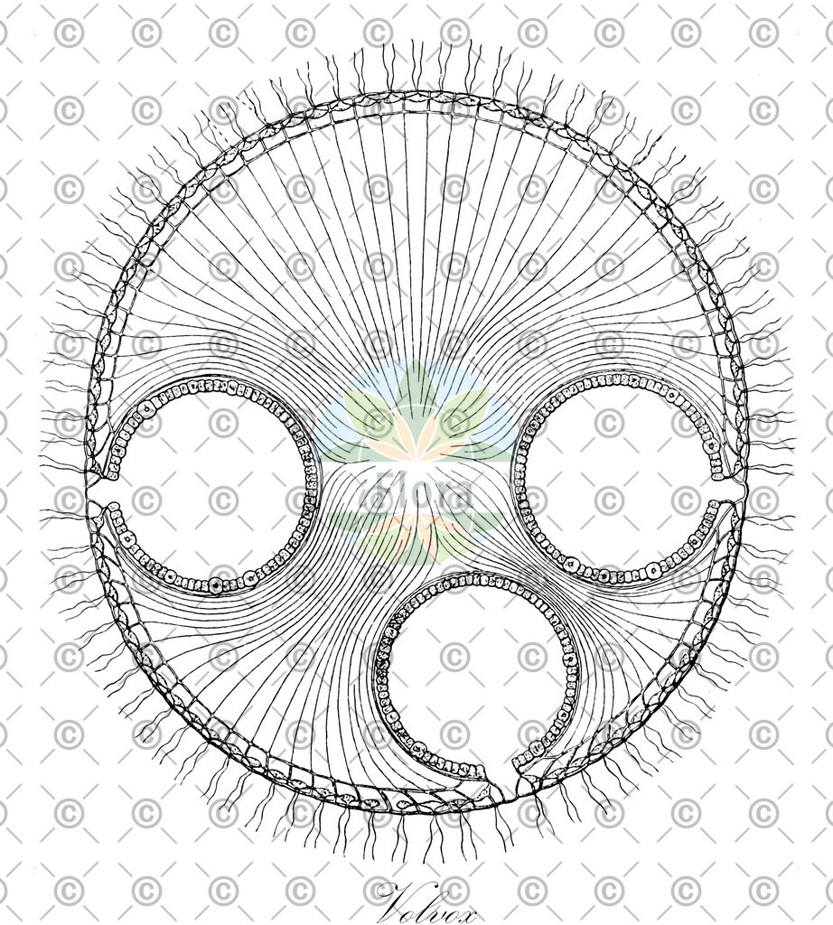 HistAbb_wfo-0001227404_1_ENZY_Simple | Historische Abbildung von Volvox - Volvocaceae (0) | Historical Illustration of Volvox - Volvocaceae (0)