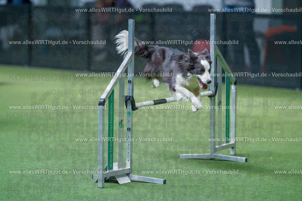 @allesWIRTHgut_Tierfotografie - www.allesWIRTHgut.de - 2604251440-7R505263 | Professionelle Tierfotografie in Mönchengladbach von Daniel Wirth (allesWIRTHgut). Liebevolle & natürliche Bilder von Hunden & Katzen für unvergessliche Erinnerungen.