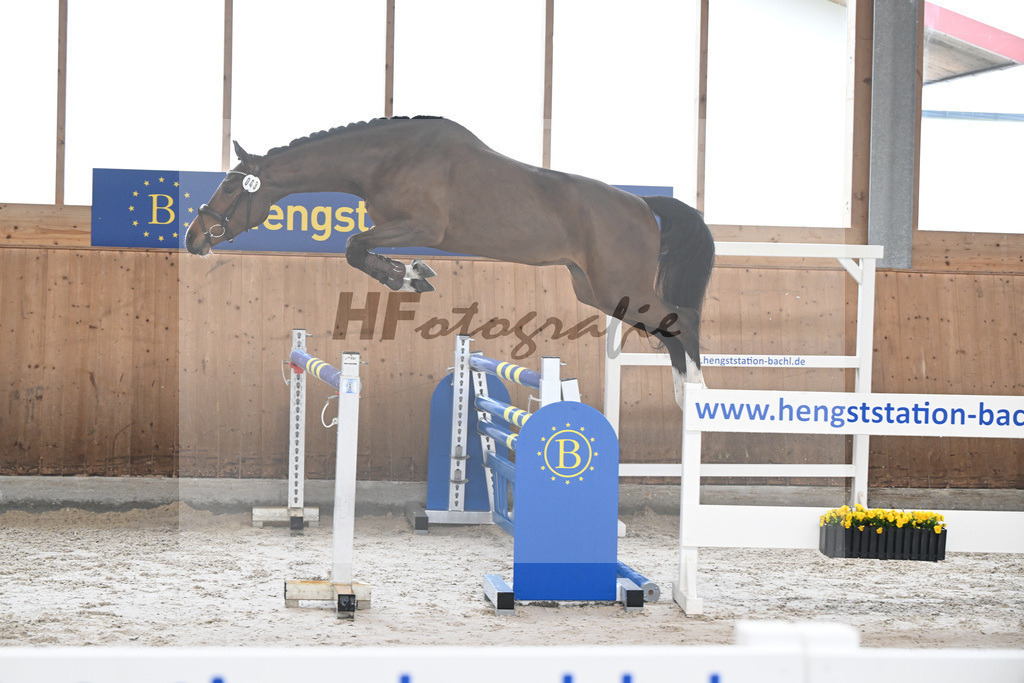Kat-Nr. 43 Balous Lady v. Cornets Balou_Eder_14260016 | hf-fotografie - Realisiert mit Pictrs.com
