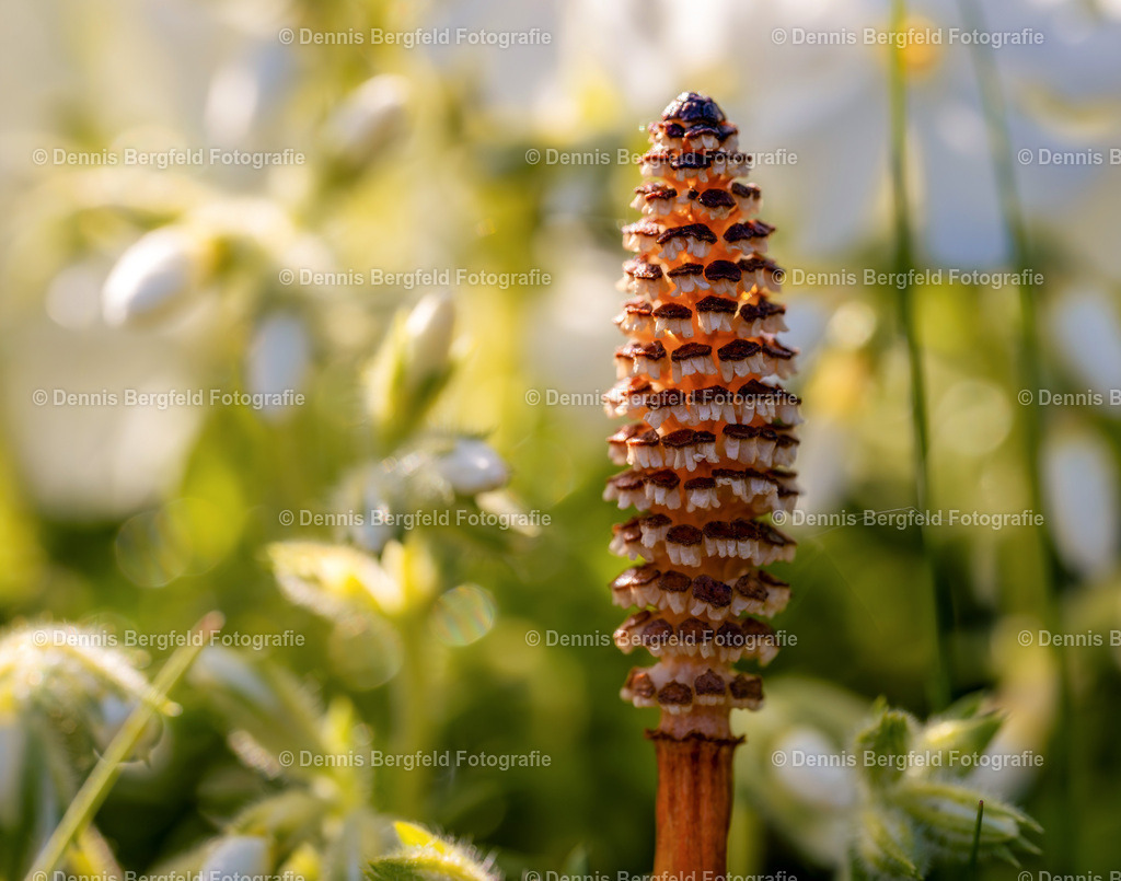 Flower 9 | Entdecken Sie Natur, Makro und Tierfotografie von Dennis Bergfeld.Besondere Momente und Details der Natur, hochwertig als Foto und Wandbild erhältlich. - Realisiert mit Pictrs.com