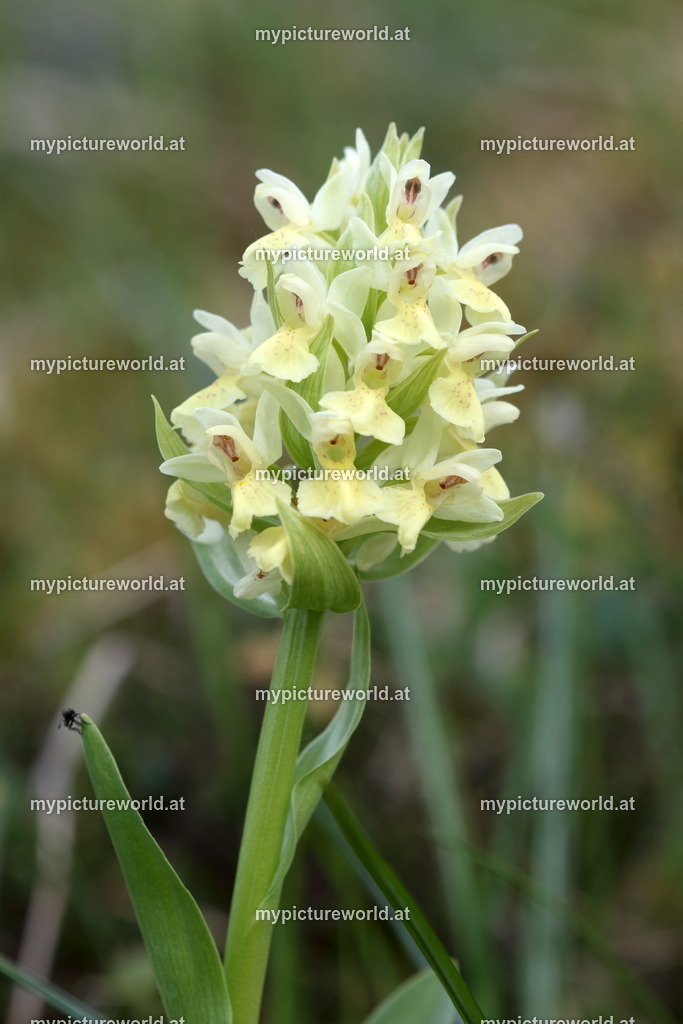 Holunder-Knabenkraut-003 | Das Bilderarchiv über Tiere, Planzen und Landschaften. In der Bilddatenbank finden Sie ein große Auswahl an hochwertigen Bilder für Ihre Werbung - Realisiert mit Pictrs.com