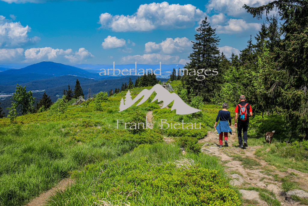 OE7A6459-Bearbeitet | Die Osserwiese.  Der Osser ist wegen seines alpinen Charakters einer der schönsten Berge des Bayerischen Waldes.  Die beiden Gipfel (Gr0ßer Osser - 1.293 Meter und Kleiner Osser - 1.266 Meter) prägen die Kulisse des Lamer Winkels.
