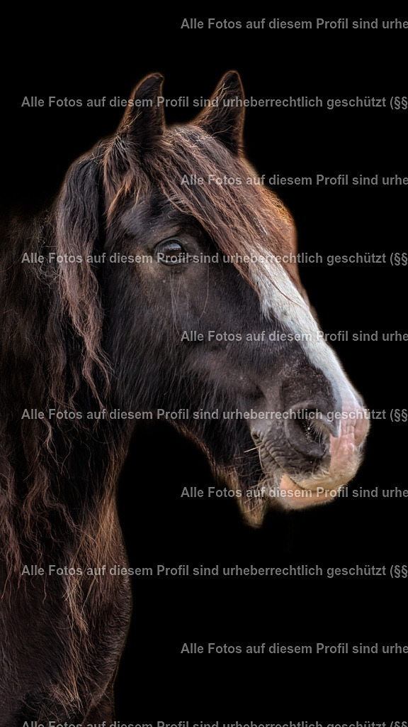 1728795609257_3 | krollfotografie - Realisiert mit Pictrs.com
