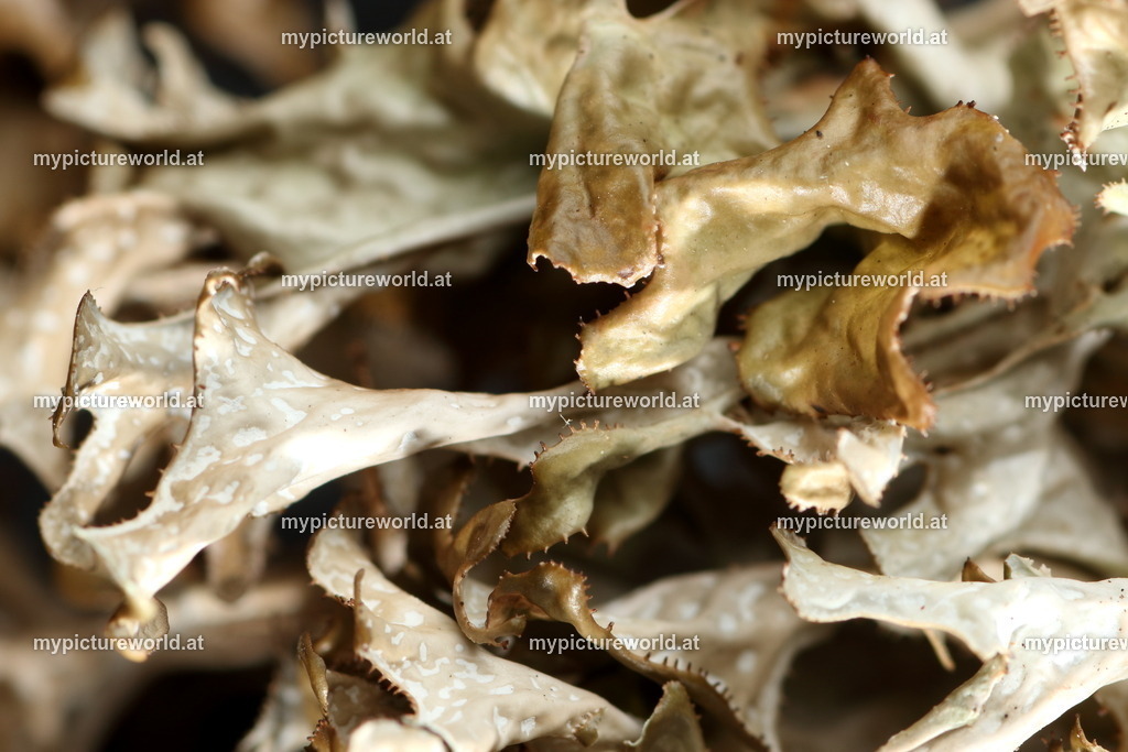 Isländisches Moos-006 | Das Bilderarchiv über Tiere, Planzen und Landschaften. In der Bilddatenbank finden Sie ein große Auswahl an hochwertigen Bilder für Ihre Werbung - Realized with Pictrs.com