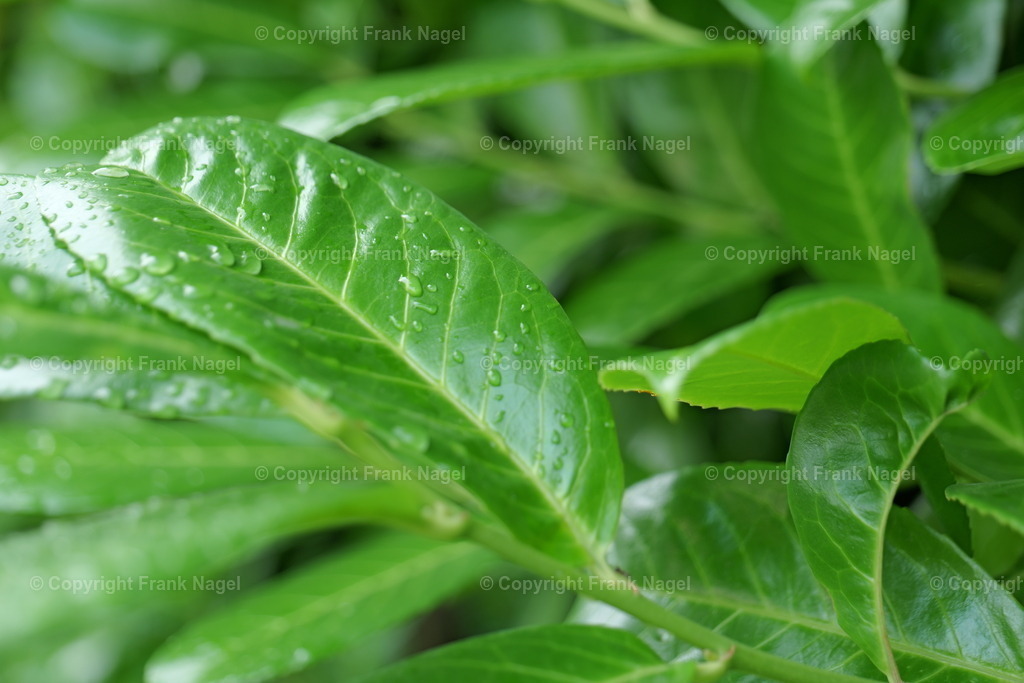 Lobeerkirsche | Die Lorbeerkirsche wird gern als Hecke gepflanzt und ist eine beliebte schnellwachsende, immergrüne Pflanze in Städten, um Grundstücke einzufrieden. Naturfreunde sehen die Verbreitung dieser Pflanze als sehr kritisch an. - Realisiert mit Pictrs.com