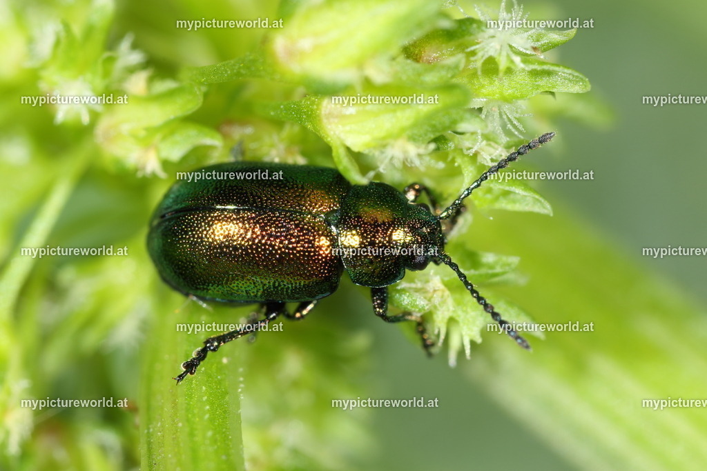 Gastrophysa viridula-004 | Das Bilderarchiv über Tiere, Planzen und Landschaften. In der Bilddatenbank finden Sie ein große Auswahl an hochwertigen Bilder für Ihre Werbung - Realisiert mit Pictrs.com