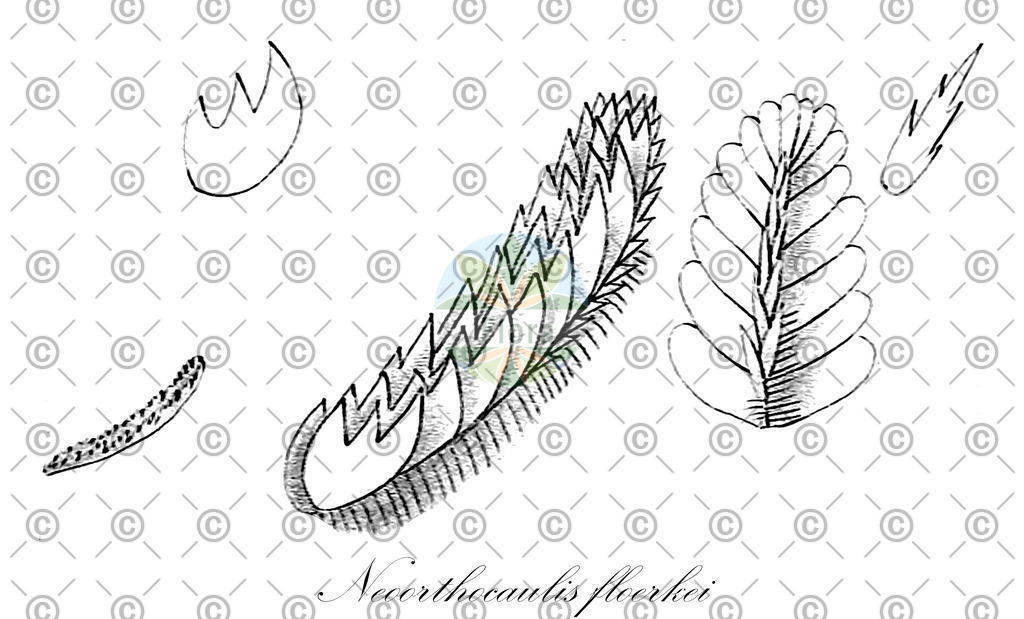 HistAbb_wfo-0000250357_1_ENZY_Simple | Historische Abbildung von Neoorthocaulis floerkei - Anastrophyllaceae | Historical Illustration of Neoorthocaulis floerkei - Anastrophyllaceae