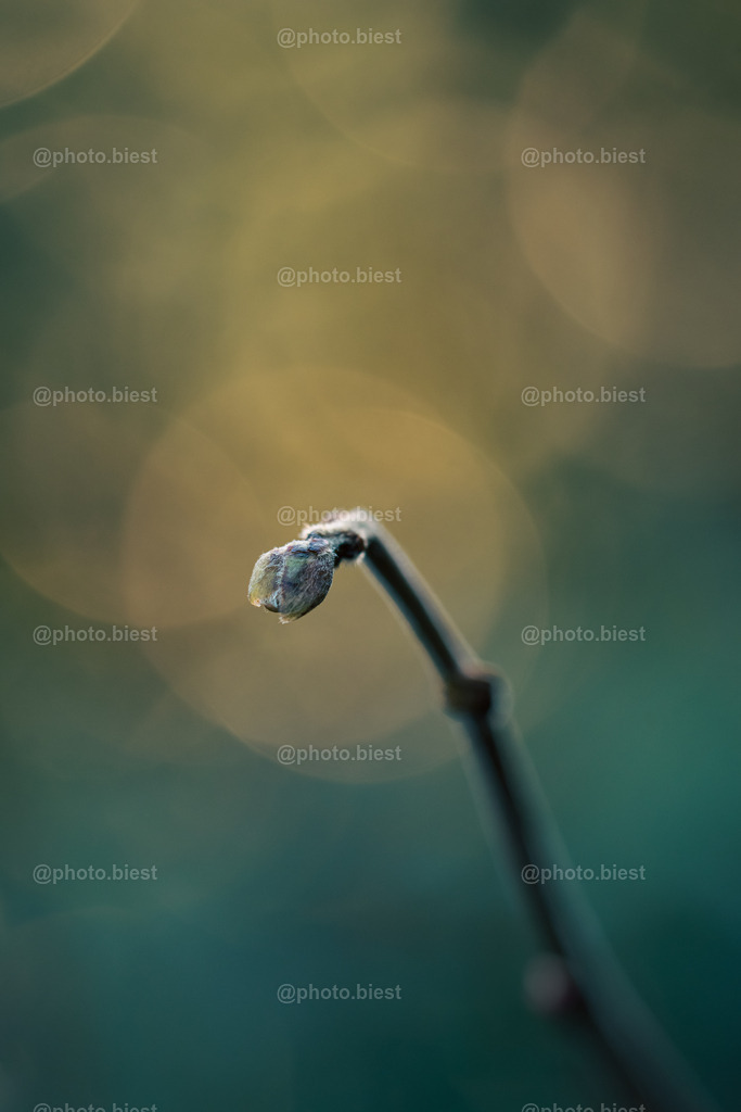 Neuanfang | Ein kleiner Trieb. Bereit für den Frühling. - Realisiert mit Pictrs.com