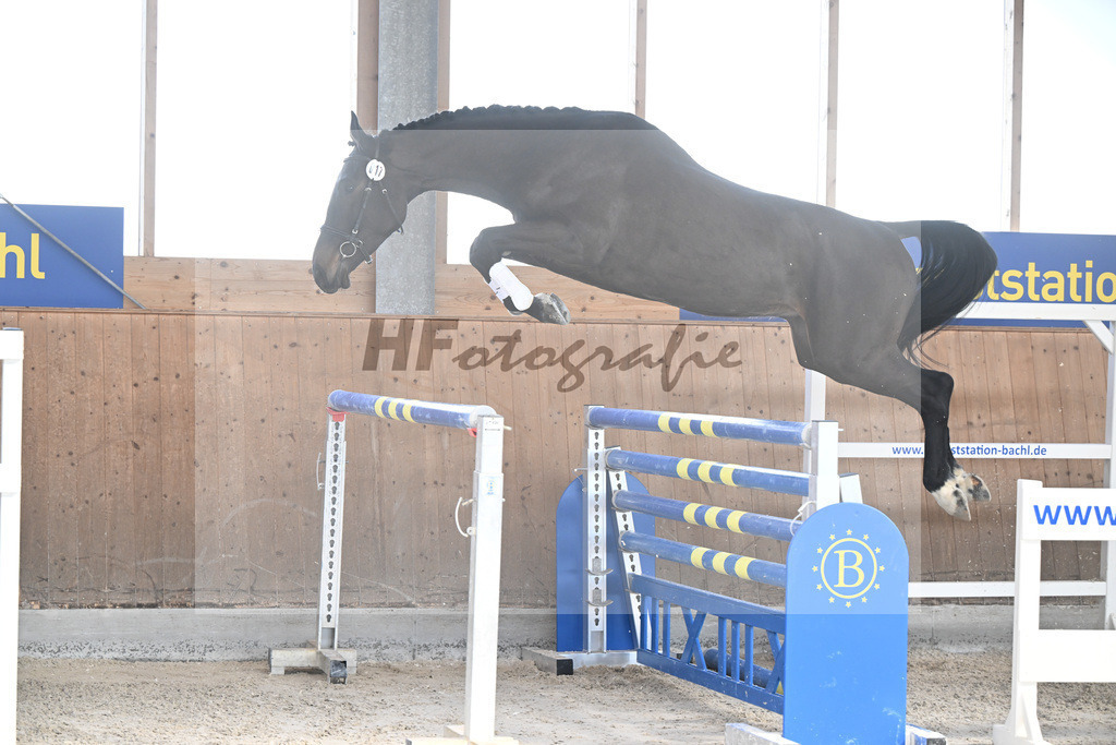 Kat-Nr. 17 Freddy Bormes v. Hintrico Bormes_Kendl_14261925 | hf-fotografie - Realizzato con Pictrs.com
