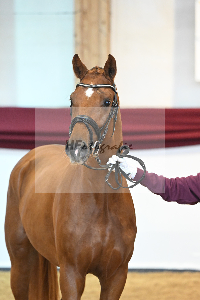 Kat-Nr. 18 v. Desperados_RIH Sportpferde GmbH_66220187 | hf-fotografie - Realisiert mit Pictrs.com