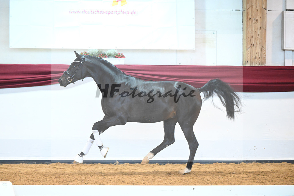 Kat-Nr. 19 v. Desperados_Reesink Horses_66220298 | hf-fotografie - Realisiert mit Pictrs.com