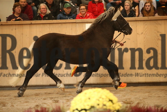 KN_11_Regent (2) | Alle Fotos der Reiterjournal Fotografin Doris Matthaes im Reiterjournal Online-Fotoshop. - Realisiert mit Pictrs.com