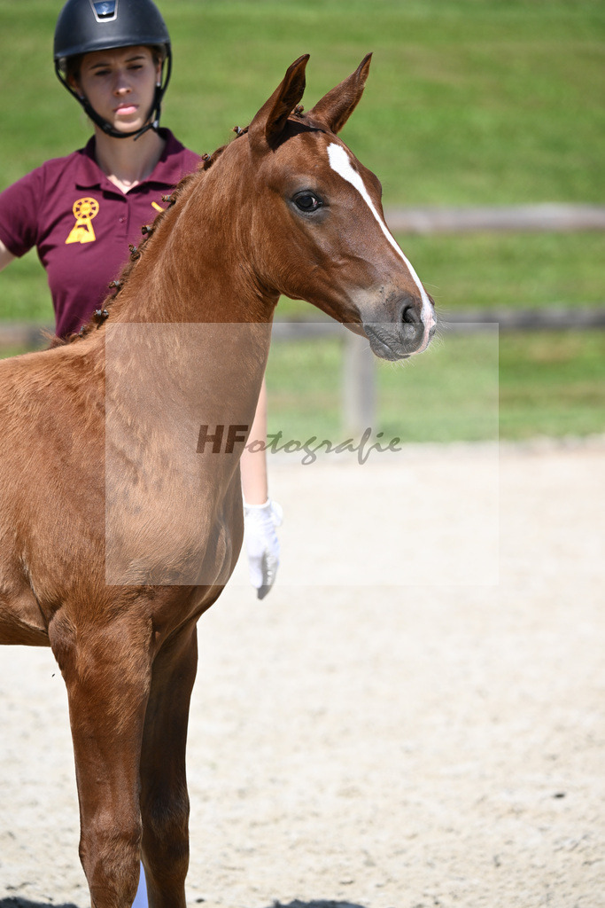 Vigaro x Starlight_HF_Weber_29240306 | hf-fotografie - Realizzato con Pictrs.com