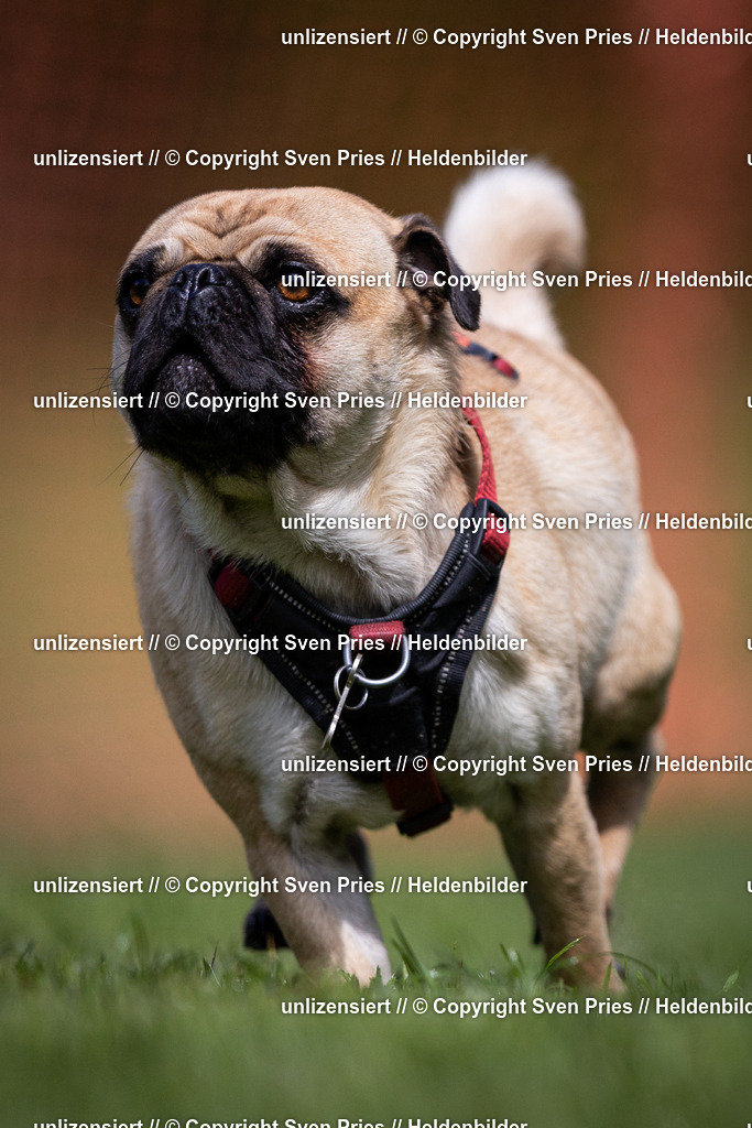 Sven Pries | 2024-04-21 - Hunderennen Baden-Oos
Foto: Sven Pries - Realisiert mit Pictrs.com