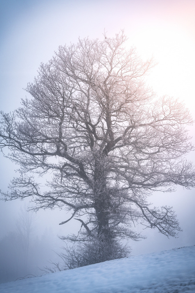 Alter Baum im Nebel | Das erste Sonnelicht bescheint diesen alten Baum im Winter - Realisiert mit Pictrs.com