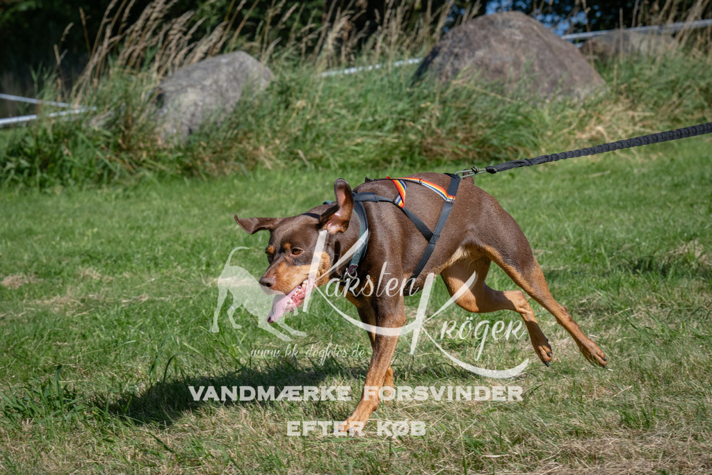 1029_ZZ98810 | kk-dogfotos