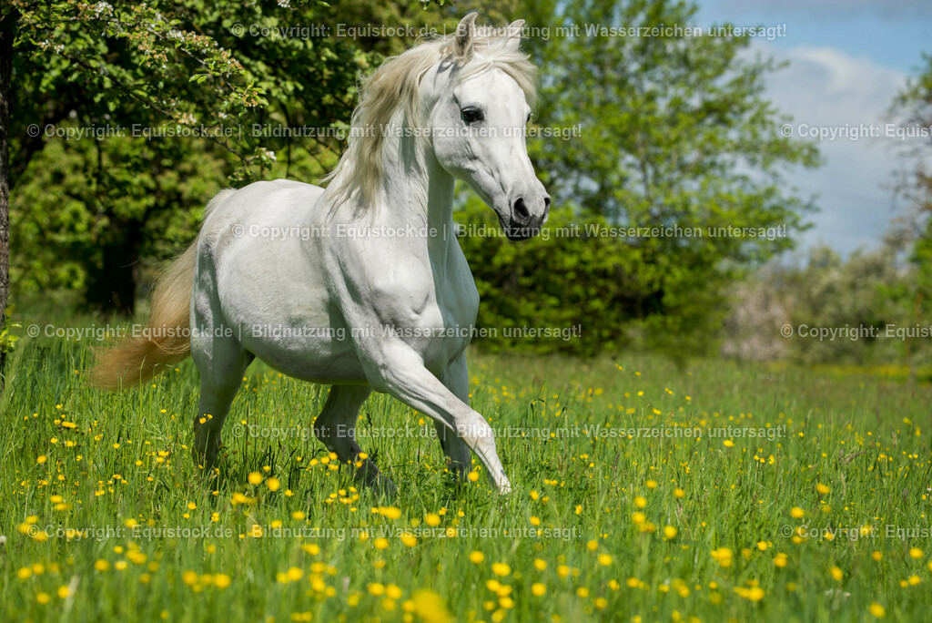 20150507_TOMsPiC_0142 | equistock
