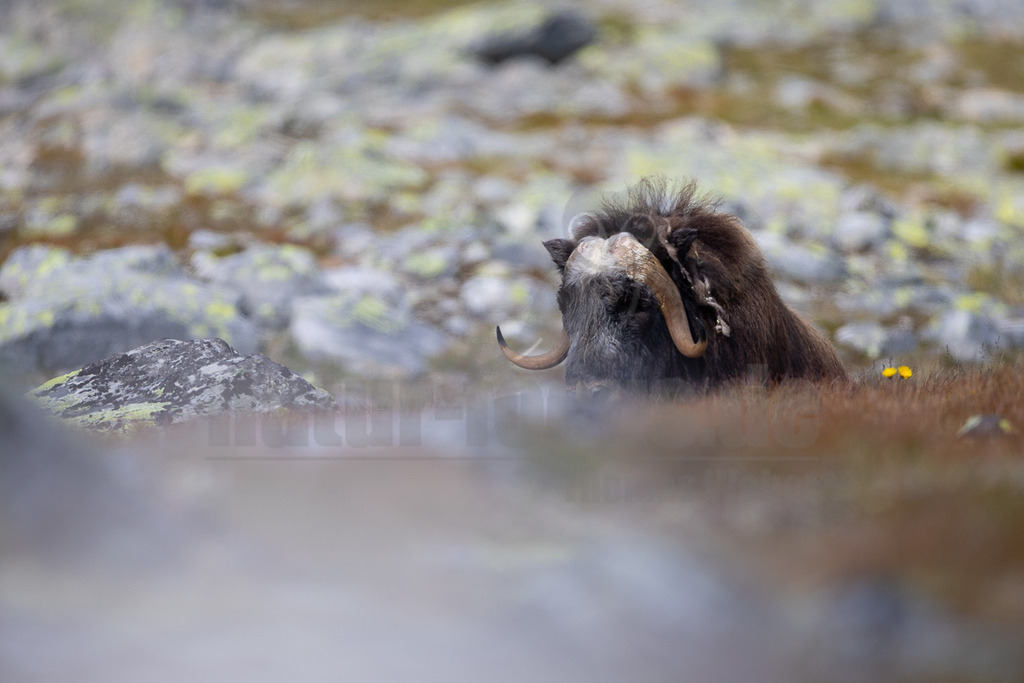 R6NF0096_20240802 | Die wild lebenden Moschusochsen sind eine der Hauptattraktionen des Dovrefjell-Nationalparks an der Grenze zwischen Süd- und Mittelnorwegen. Sie gehören zu den wenigen Tieren, die es in Europa gibt und lassen sich bei einem Besuch des Nationalparks gut beobachten. Rund 80 bis 100 Tiere leben im Westen des Parks in der kargen, kalten Fjellregion, die sie auf der Suche nach ihren Nahrungspflanzen durchstreifen.  - Realisiert mit Pictrs.com