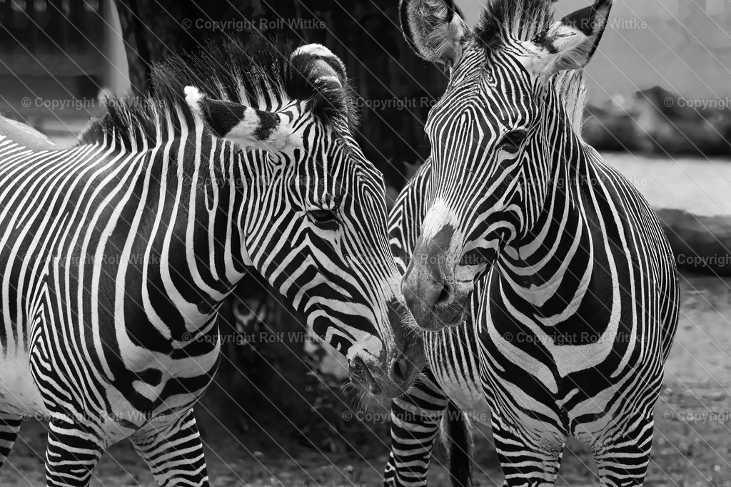 IMG_1224 | Rolf Wittke  - Realisiert mit Pictrs.com