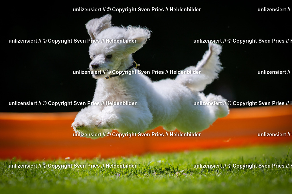 Sven Pries | 2025-08-10 - Hunderennen Durlach - Realisiert mit Pictrs.com