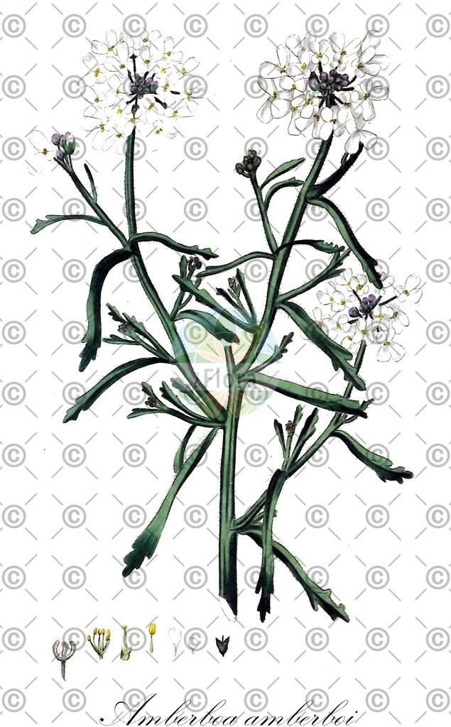 HistAbb_wfo-0000023233_1_ENZY_Simple | Historische Abbildung von Amberboa amberboi - Asteraceae | Historical Illustration of Amberboa amberboi - Asteraceae