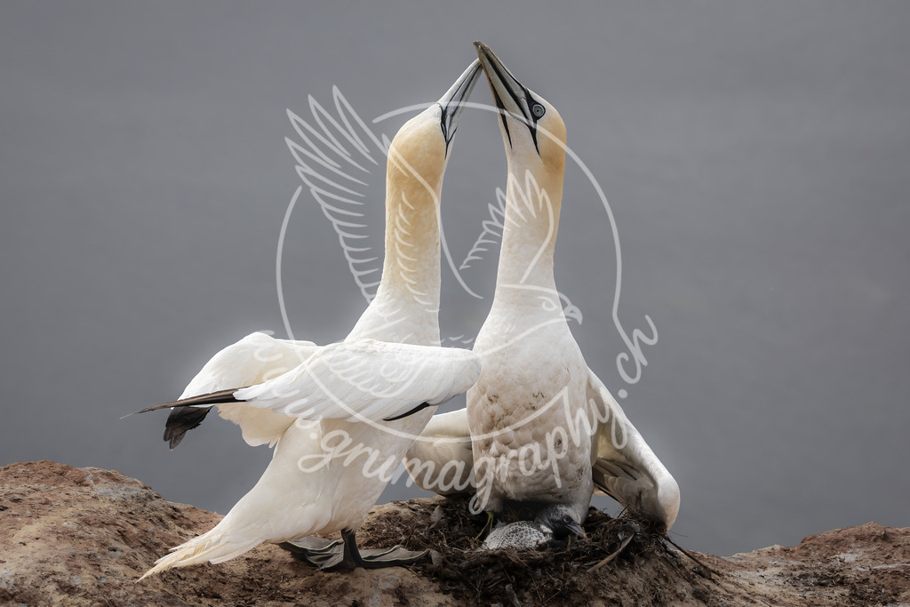 tender balance - northern gannet_ germany | Zwei Nordische Tölpel begegnen sich in stiller Nähe an einem Brutplatz an der deutschen Nordseeküste.Die ruhige Szene lebt von Symmetrie, Zurückhaltung und der feinen Spannung zwischen Distanz und Verbundenheit. Das lange, spitz zulaufende Schnabelpaar, die geschwungenen Hälse und der Kontrast der schwarzen Flügelspitzen zum hellen Gefieder prägen das Bild. Ohne hektische Bewegung und ohne Inszenierung entsteht ein Moment beobachtender Ruhe, in dem Form, Linie und Beziehung im Vordergrund stehen.