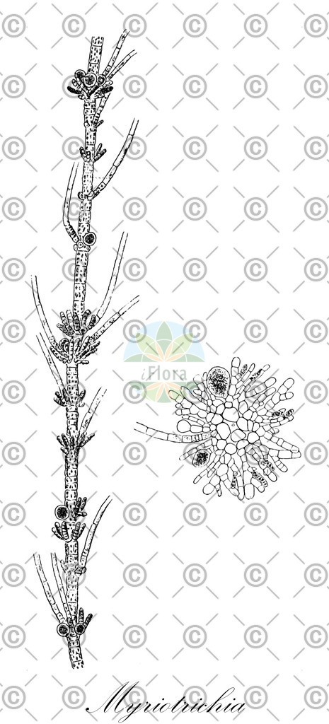 HistAbb_wfo-0000248256_1_ENZY_Simple | Historische Abbildung von Myriotrichia - Chordariaceae (0) | Historical Illustration of Myriotrichia - Chordariaceae (0)