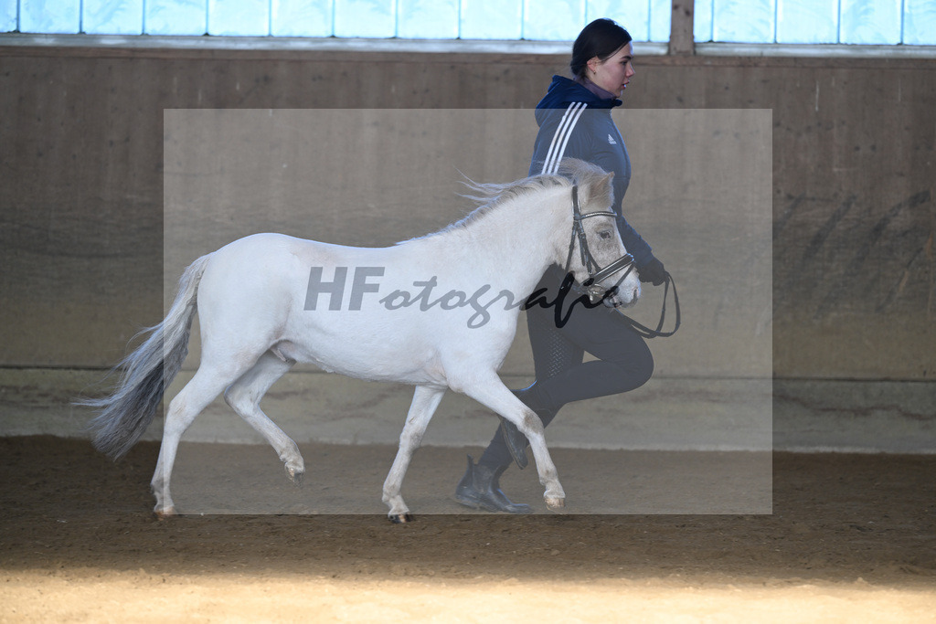 Kat-Nr. 16 Amigo vom Elbseetal v. Golden Wonder  v h Houbenhof_Koldas_49250701 | hf-fotografie - Realisiert mit Pictrs.com