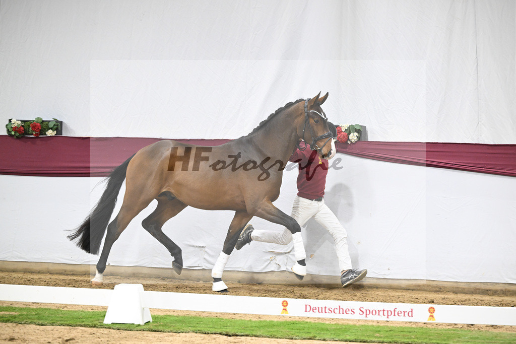 Kat-Nr. 136 Va Bene x Topas_Dr. Dieter Schuele_47254673 | hf-fotografie - Realisiert mit Pictrs.com