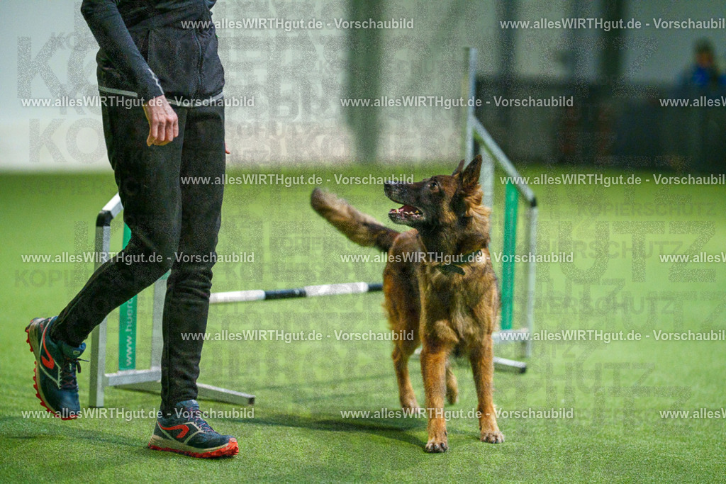 7R505673 | Professionelle Tierfotografie in Mönchengladbach von Daniel Wirth (allesWIRTHgut). Liebevolle & natürliche Bilder von Hunden & Katzen für unvergessliche Erinnerungen.