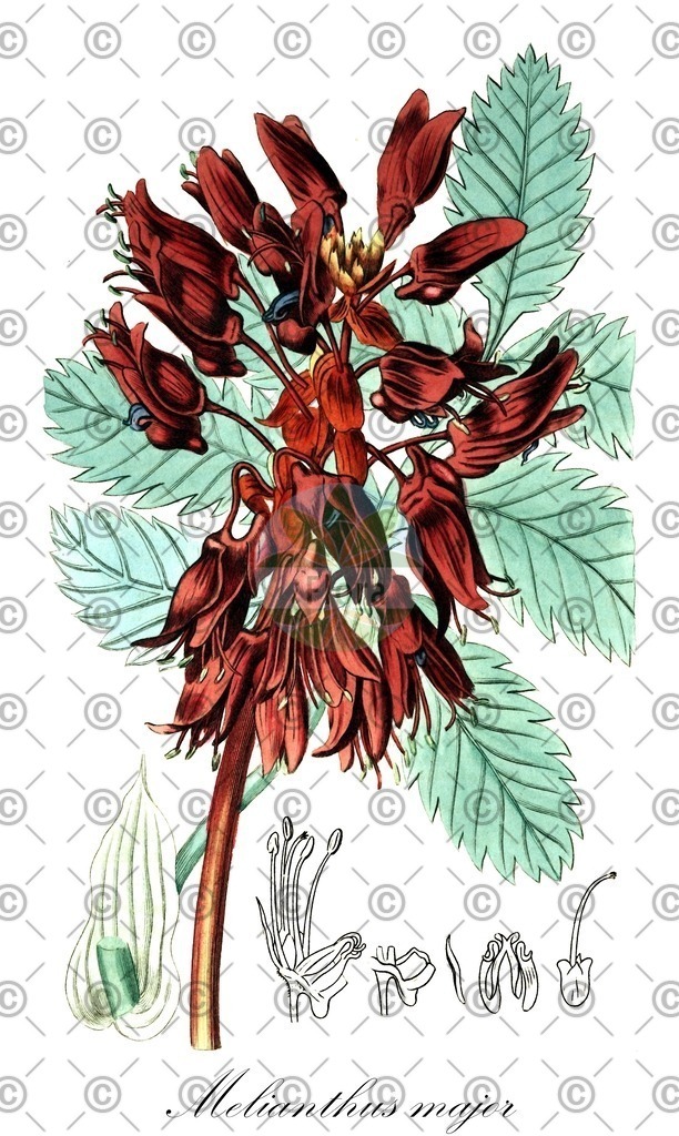 HistAbb_wfo-0000452919_1_ENZY_Simple | Historische Abbildung von Melianthus major - Francoaceae | Historical Illustration of Melianthus major - Francoaceae