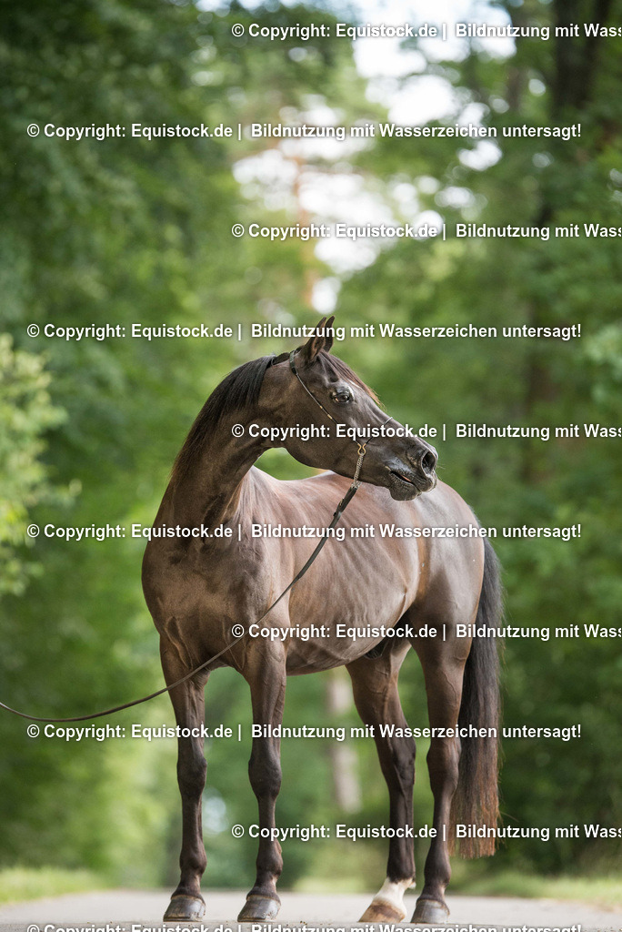 TS_20170716_Araber_Portrait_0003 | Foto: Thomas Hartig