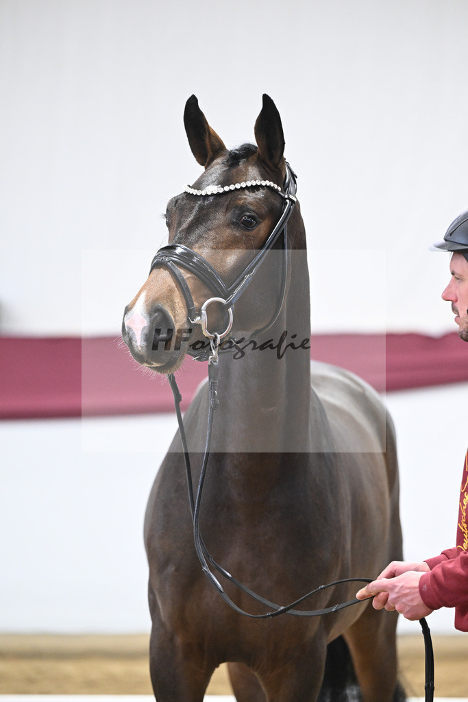Kat-Nr. 70 Valdiviani x Fuerstenball_Joachim Weil_47252570 | hf-fotografie - Realisiert mit Pictrs.com