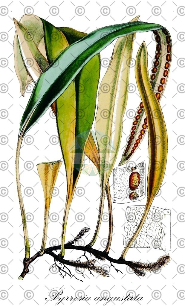 Pyrus_communis_6936_Thome_1885_2_SIMPLE | Historische Abbildung von Pyrrosia angustata - Polypodiaceae | Historical Illustration of Pyrrosia angustata - Polypodiaceae
