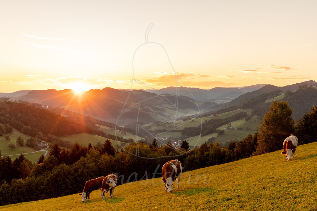 Sonnenaufgang Puchberg Randegg | Ihre Fotografin im Lungau, ihre Fotografin im Mostviertel, Wandbilder Onlineshop, Imagefotos für Ihr Unternehmen,  - Realisiert mit Pictrs.com