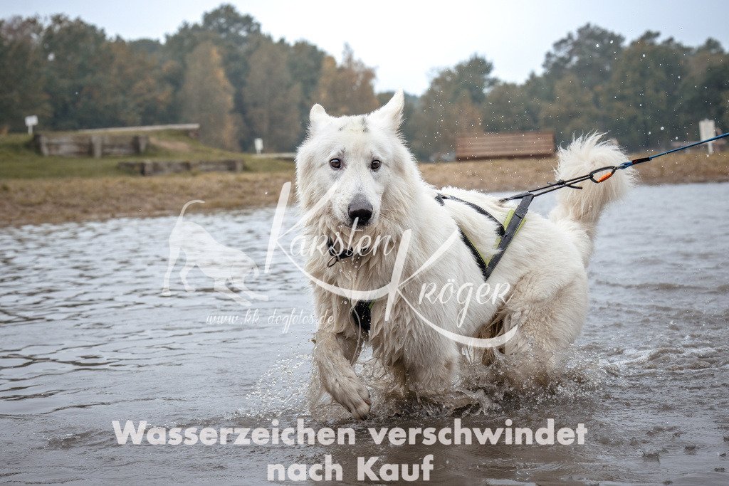 1106_ZZ93047 | kk-dogfotos