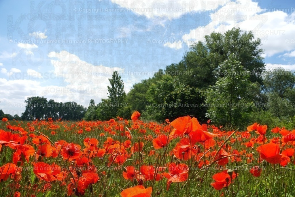 Klatschmohnfeld | Klatschmohnfeld - Realisiert mit Pictrs.com