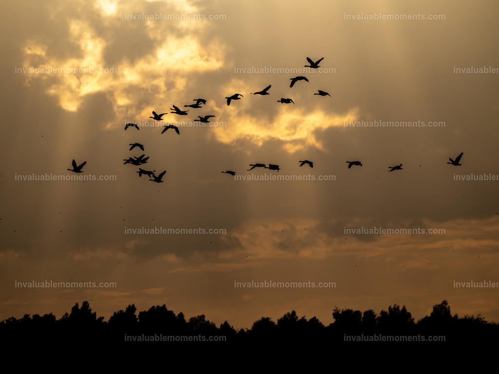 DSC_5782 | invaluablemoments.com - Realisiert mit Pictrs.com