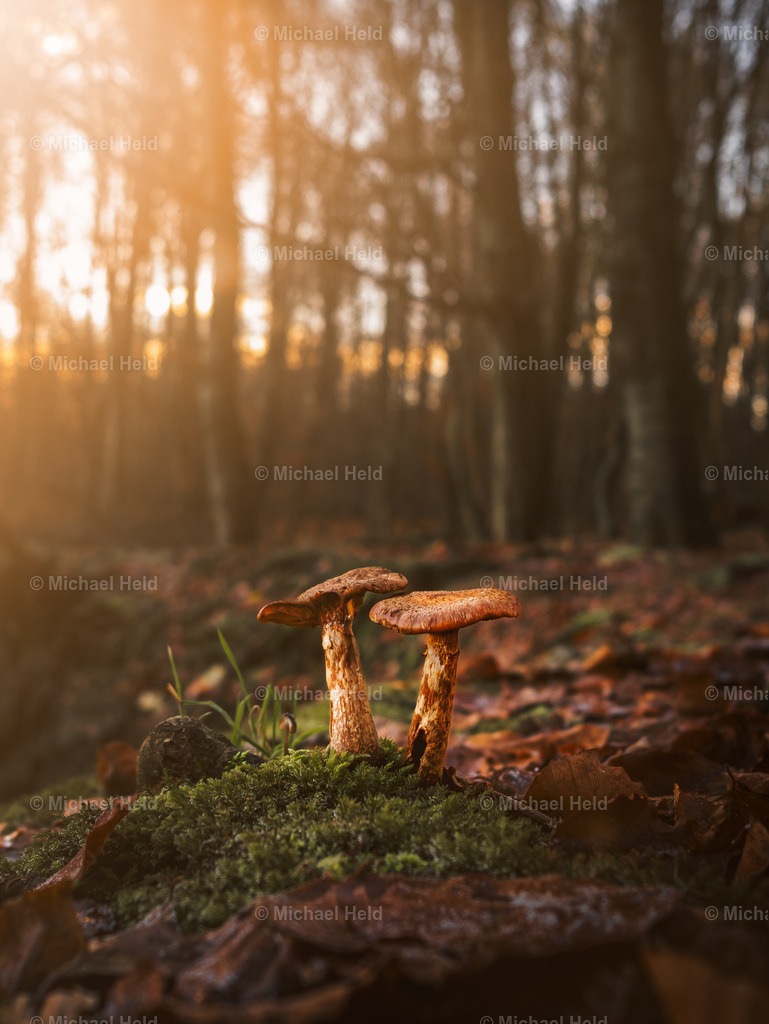 Pilze im Herbstwald | Profi-Fotos über Schleswig-Holstein und dem ganzen Norden für Büro, Hotel, Ferienhaus, Ferienwohnung, Wohnzimmer, Arztpraxis uvm. jetzt bestellen. - Realisiert mit Pictrs.com