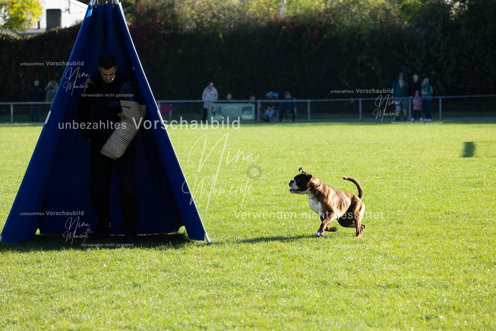 _16A4999 | Einzigartige Fotos von Hunden & Menschen –Actionfotos, Portraits, Vereinsaufnahmen & Paarshootings – authentisch, lebendig & mit Herz.