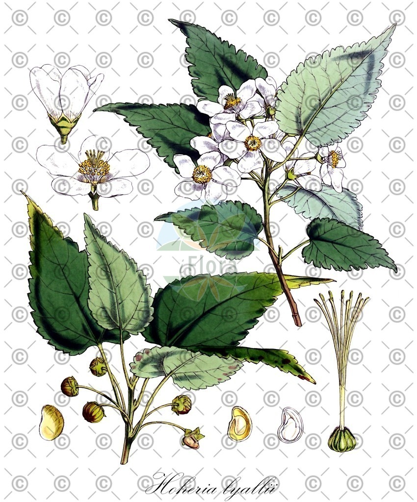 HistAbb_wfo-0000982795_1_ENZY_Simple | Historische Abbildung von Hoheria lyallii - Malvaceae | Historical Illustration of Hoheria lyallii - Malvaceae