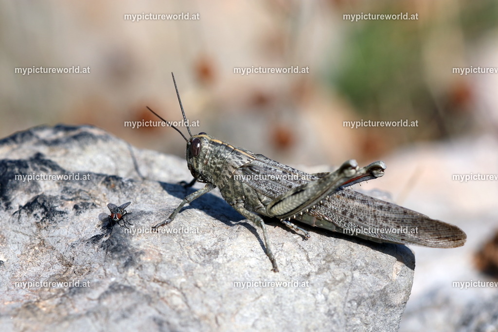 Anacridium aegyptium-006 | Das Bilderarchiv über Tiere, Planzen und Landschaften. In der Bilddatenbank finden Sie ein große Auswahl an hochwertigen Bilder für Ihre Werbung - Realisiert mit Pictrs.com