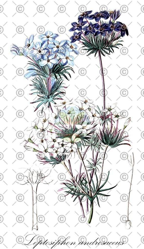 HistAbb_5DDC_1_ENZY_Simple | Historische Abbildung von Leptosiphon androsaceus - Polemoniaceae | Historical Illustration of Leptosiphon androsaceus - Polemoniaceae