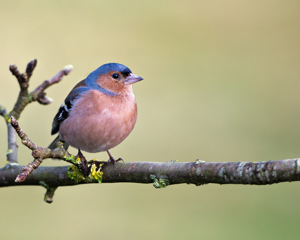 Männlicher Buchfink auf Zweig | Dieses gestochen scharfe Naturfoto zeigt einen männlichen Buchfink (Fringilla coelebs) in voller Pracht. Mit seinem rosaroten Brustgefieder, der blaugrauen Kopfzeichnung und den kontrastreichen weißen Flügelstreifen sitzt der Singvogel auf einem mit Flechten bewachsenen Zweig vor einem weichen, natürlichen Hintergrund. Die Aufnahme betont die feinen Details des Gefieders und spiegelt die ruhige Atmosphäre eines typischen Frühlingsmorgens wider. Ideal für ornithologische Inhalte, Naturfotografie, Umweltbildung und Blogbeiträge über heimische Vogelarten.