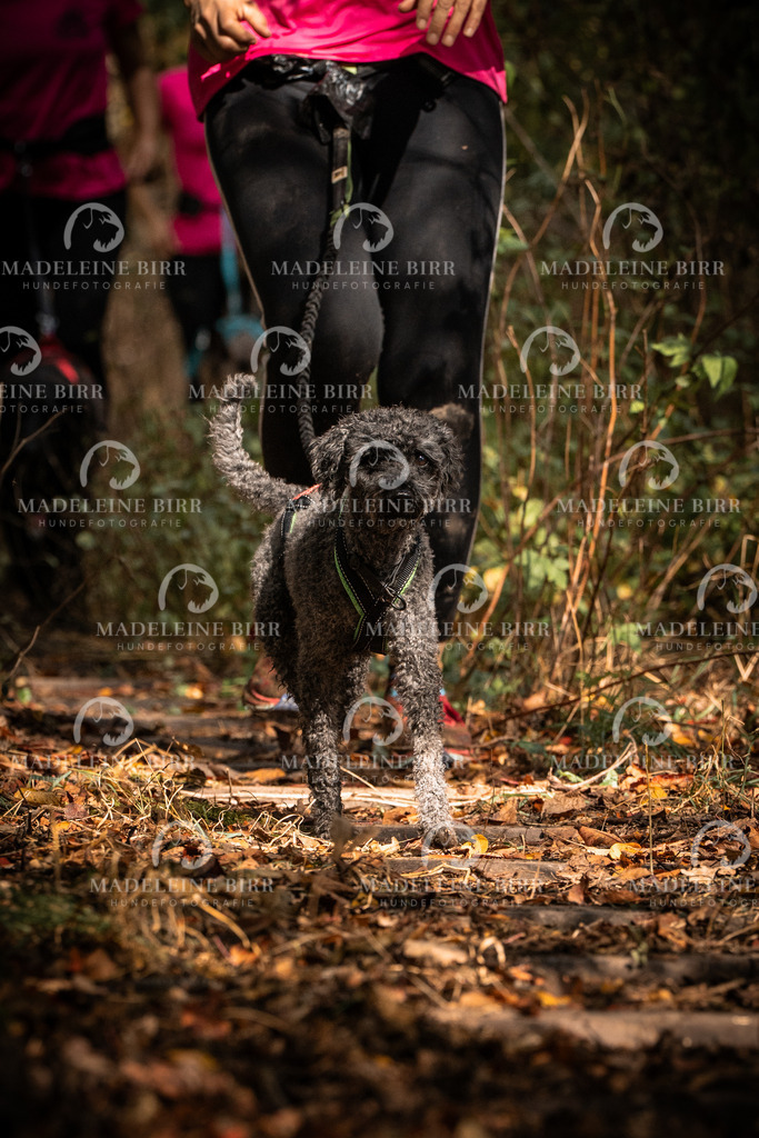 madeleinebirr.fotografie.2026.cc.hunsrueck.12-13Uhr.158 | hundefotografie-birr